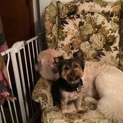 CarolO's Chat & Dating Profile